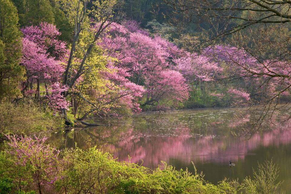 A serene lake surrounded by trees with pink blossoms.
