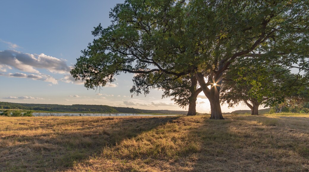 Oak tree in field by Lake Georgetown, in Georgetown, TX