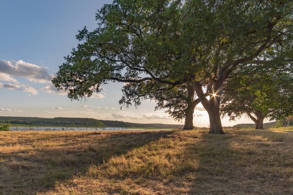 A landscape with two large trees casting shadows on a grassy field, a body of water in the background, and a hilly terrain.