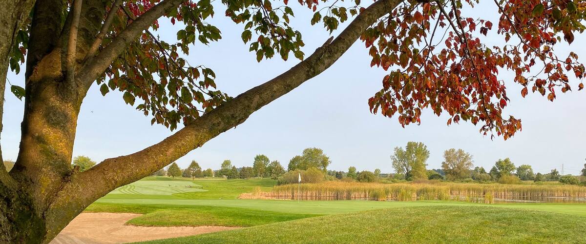 tree branch red leaves early morning on golf course late summer early autumn green white flag pond marsh
