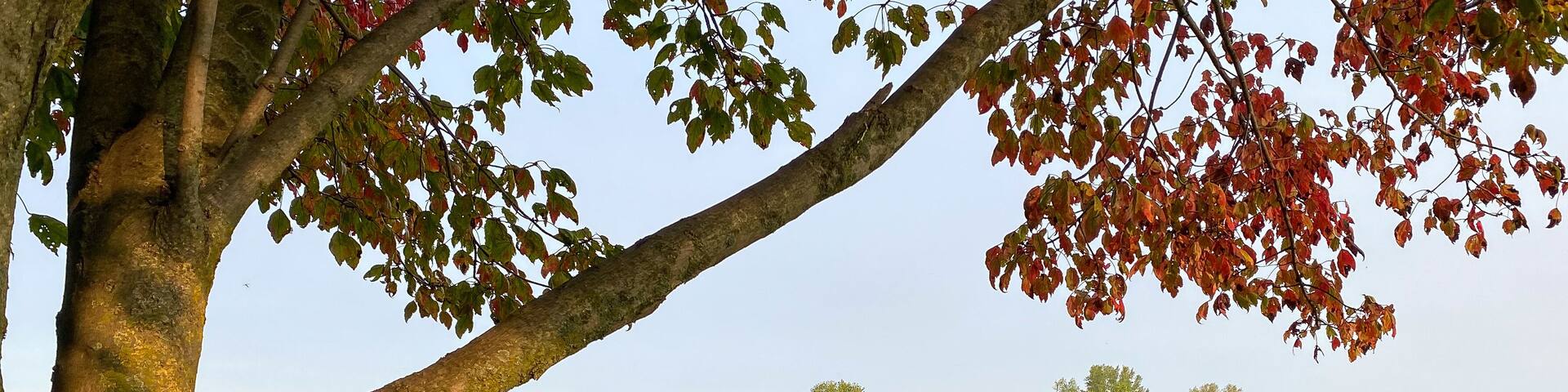 tree branch red leaves early morning on golf course late summer early autumn green white flag pond marsh