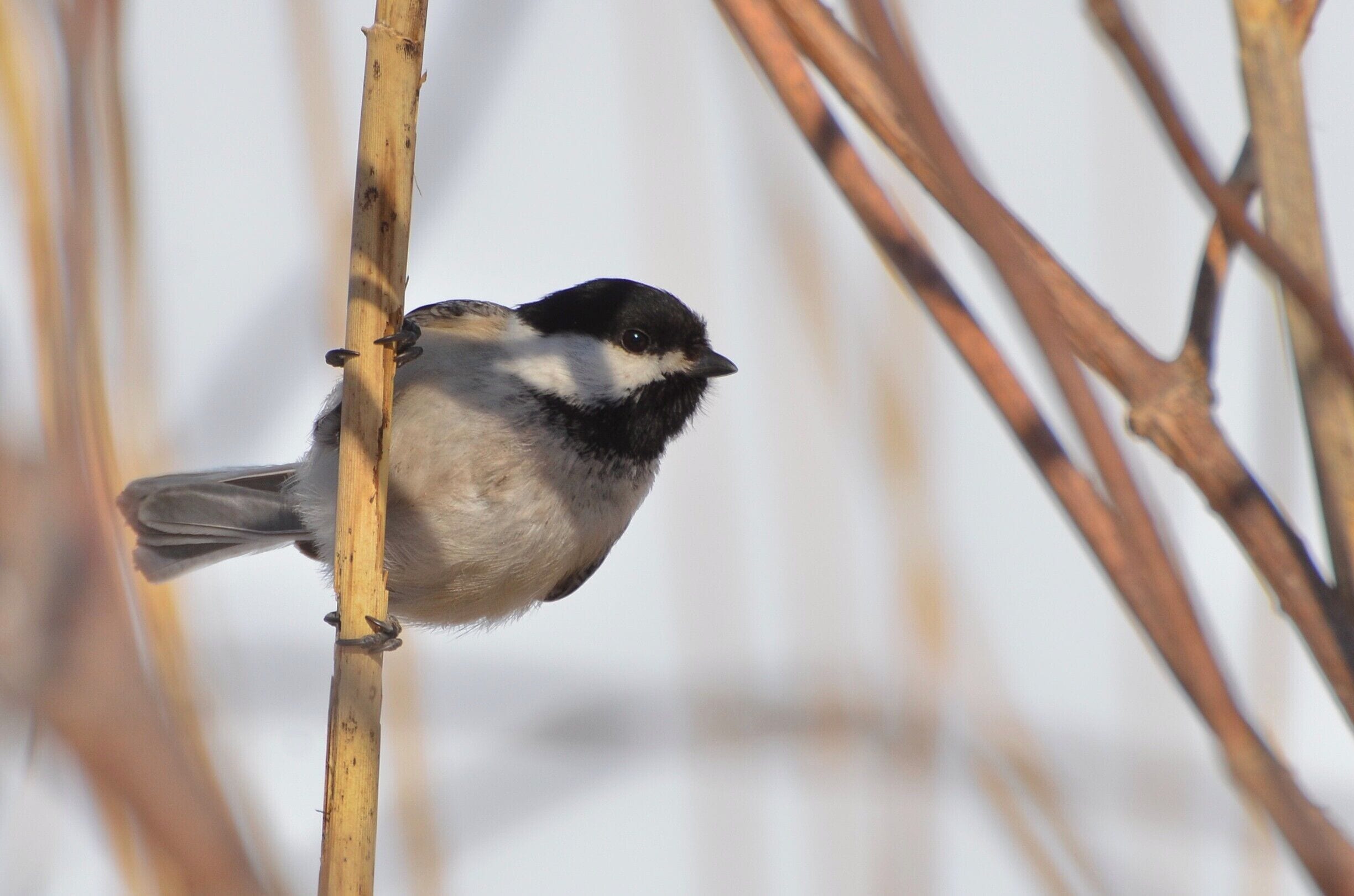 This little black capped chickadee had no fear today when I came biking by.  It posed for several photos while stripping the strands off of the phragmites plants.

This bird, as well as many other species can be found along the I&M Canal path east of Utica, IL along the Illinois River.