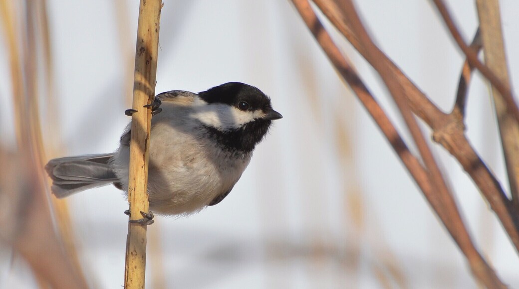 This little black capped chickadee had no fear today when I came biking by. It posed for several photos while stripping the strands off of the phragmites plants.
This bird, as well as many other species can be found along the I&M Canal path east of Utica, IL along the Illinois River.