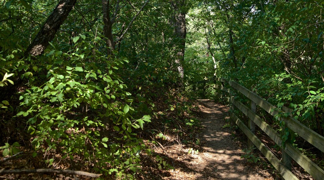 Buffalo Rock State Park showing forest scenes and a garden