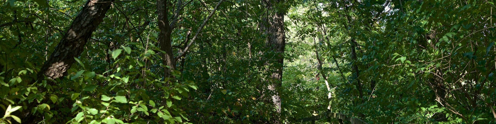 A forested path with a wooden fence on one side.