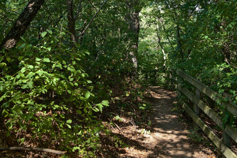 A forested path with a wooden fence on one side.