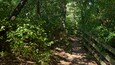 Un sentier bordé d’arbres, avec une clôture en bois d’un côté.
