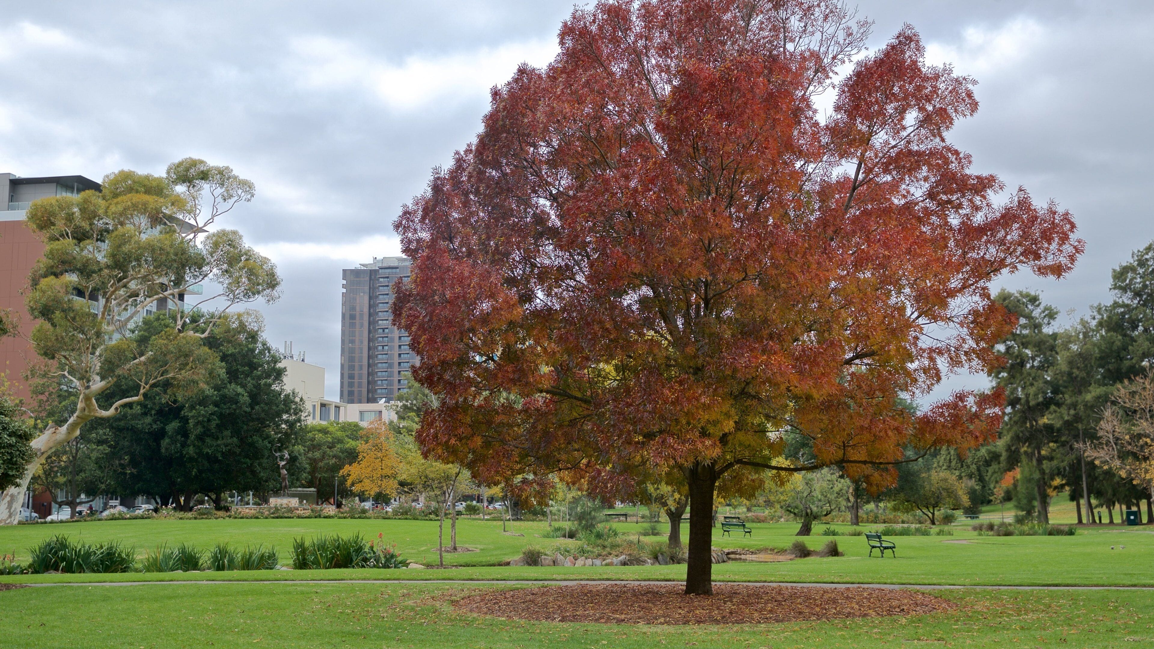 Veale Gardens showing a park and fall colors