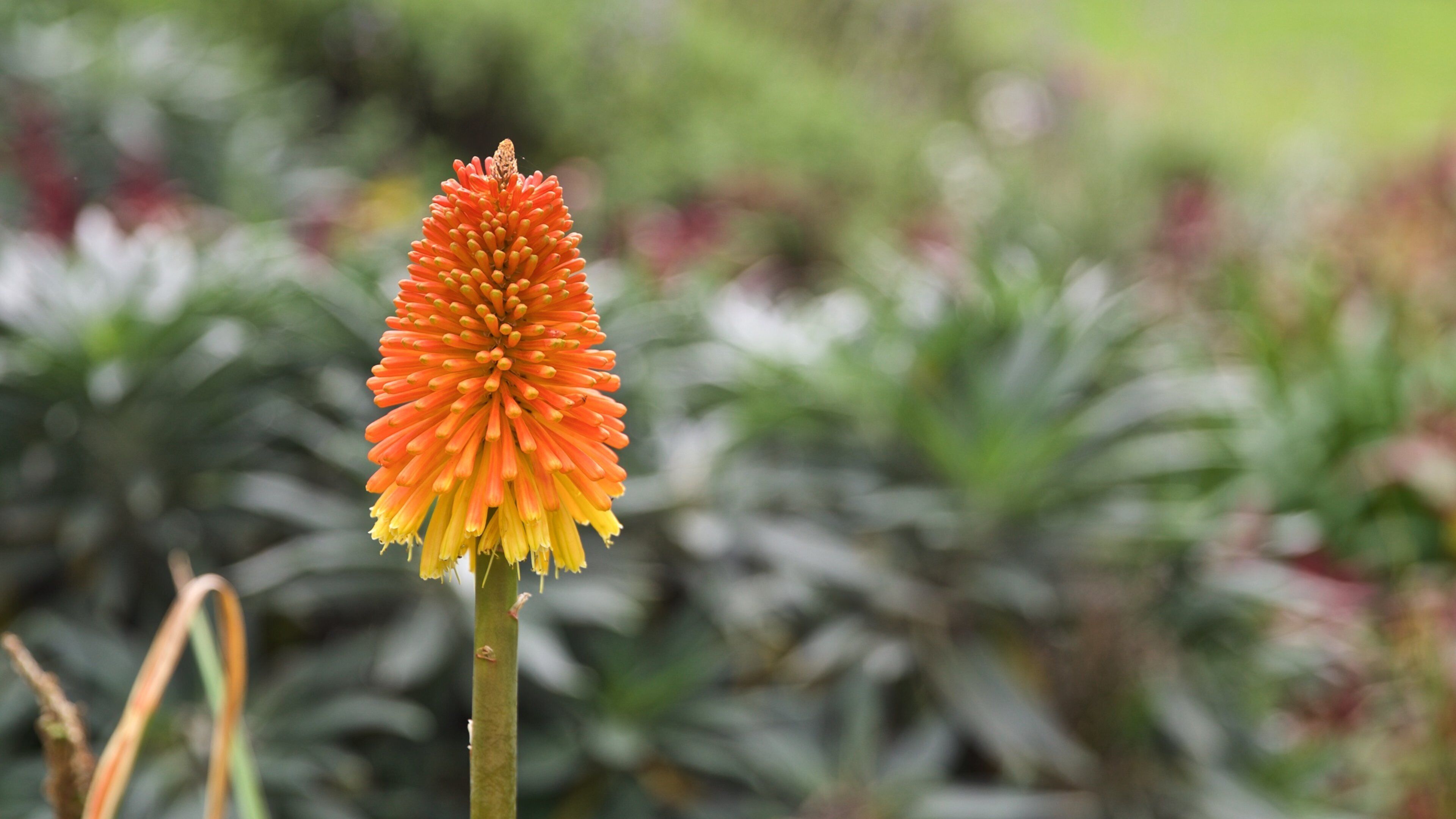 Veale Gardens featuring wildflowers