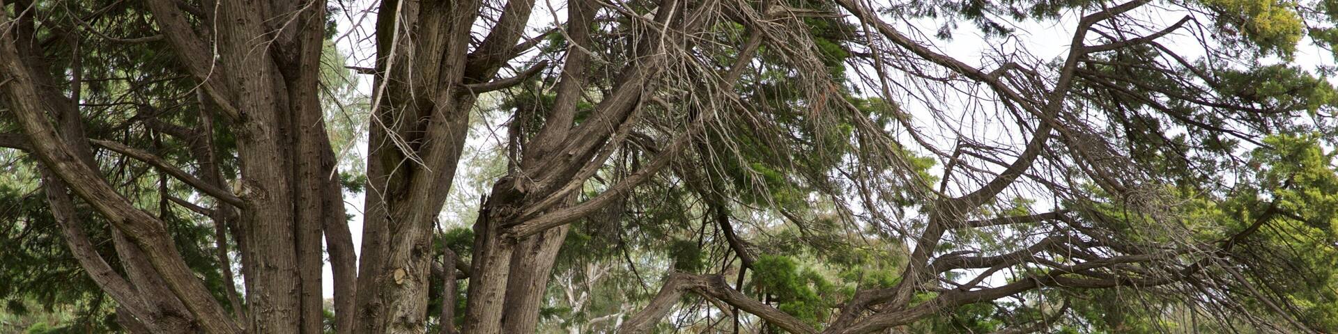 Veale Gardens featuring a garden as well as an individual femail