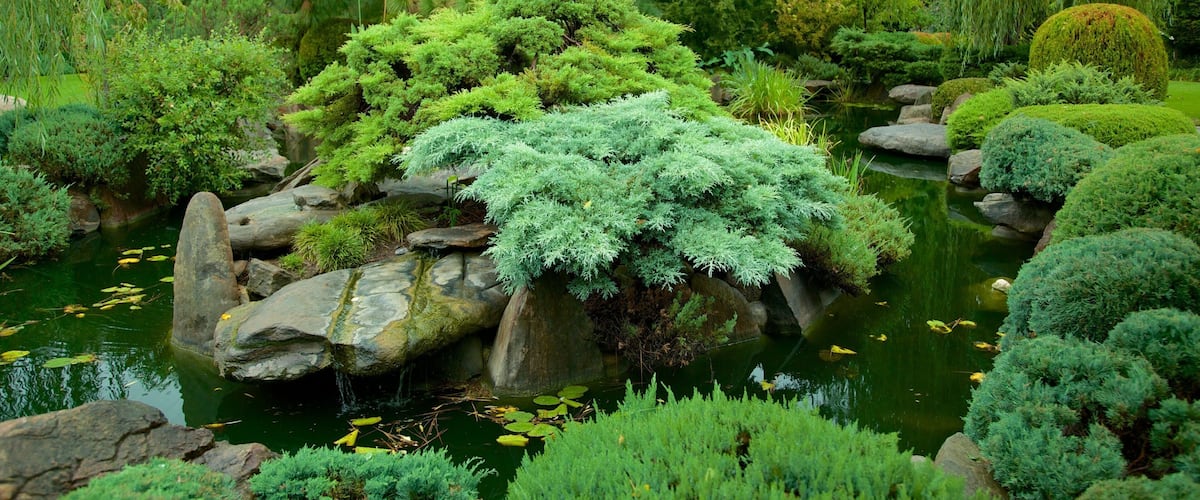 Himeji Gardens showing a pond and a garden
