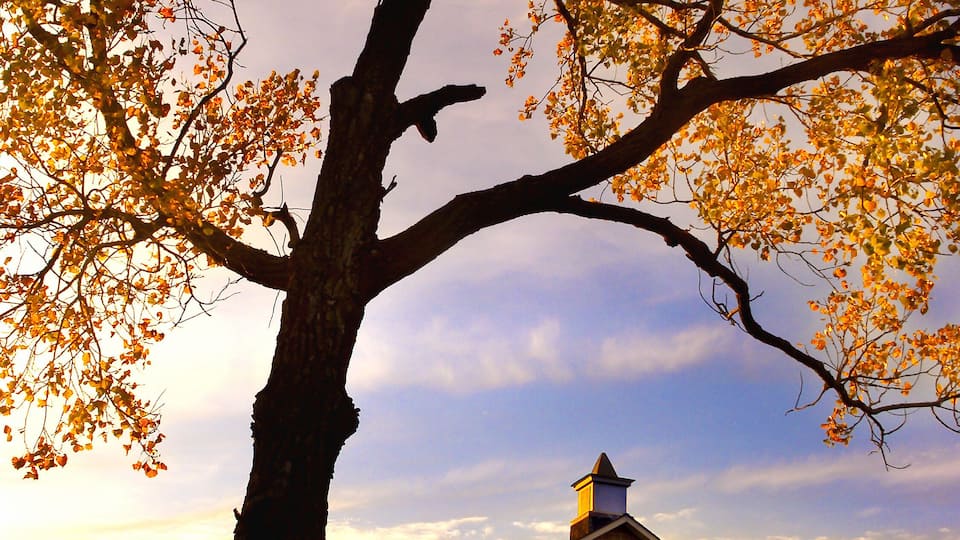 A large tree with autumn leaves in front of a stone building.