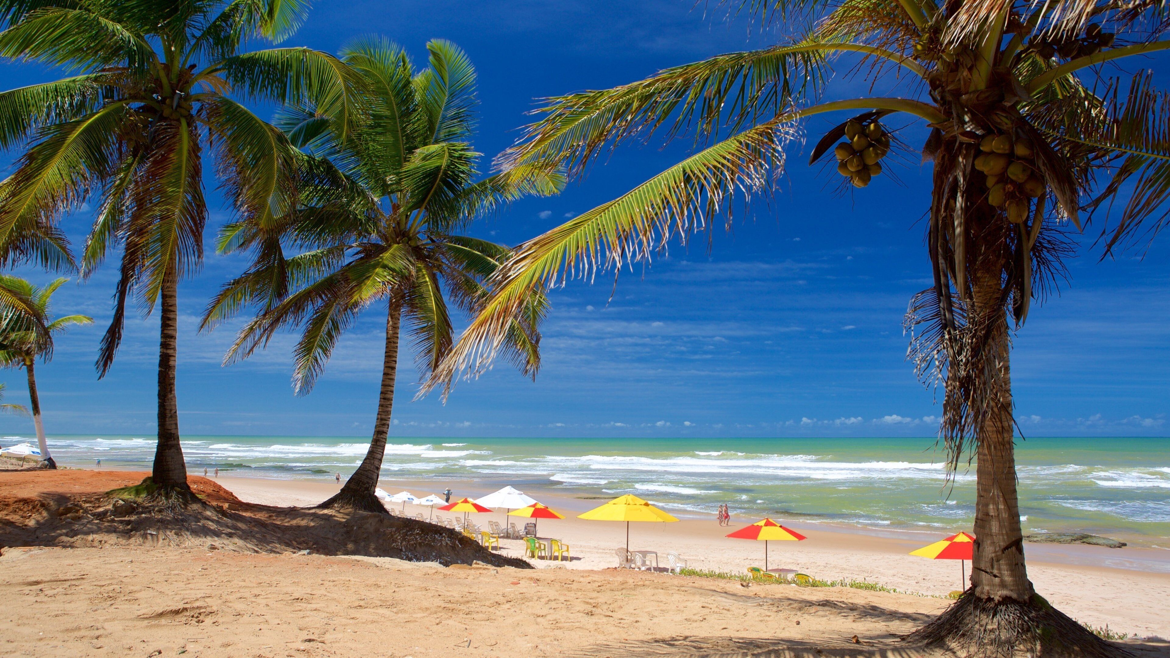 Salvador showing tropical scenes, a sandy beach and general coastal views