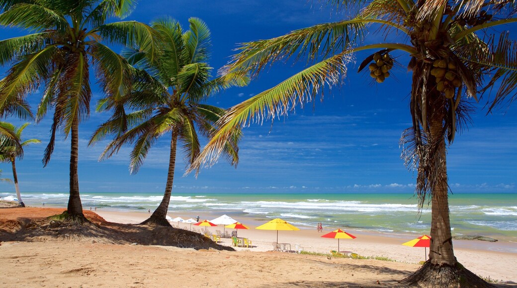 Salvador showing tropical scenes, a sandy beach and general coastal views
