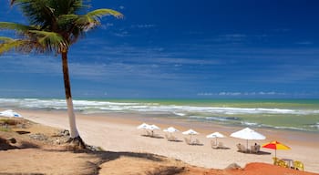 Flamengo Beach mostrando cenas tropicais e uma praia de areia