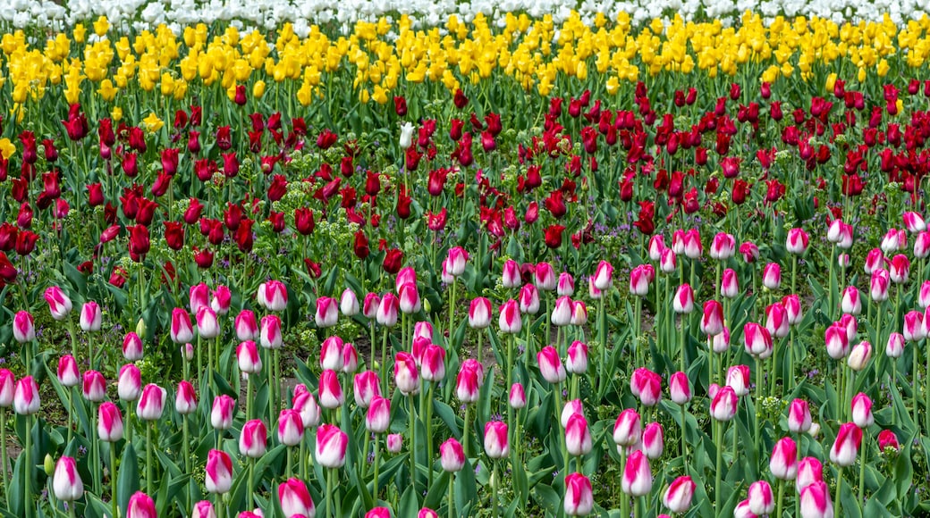 Tulips at Veldheer Tulip Gardens, Holland, MI