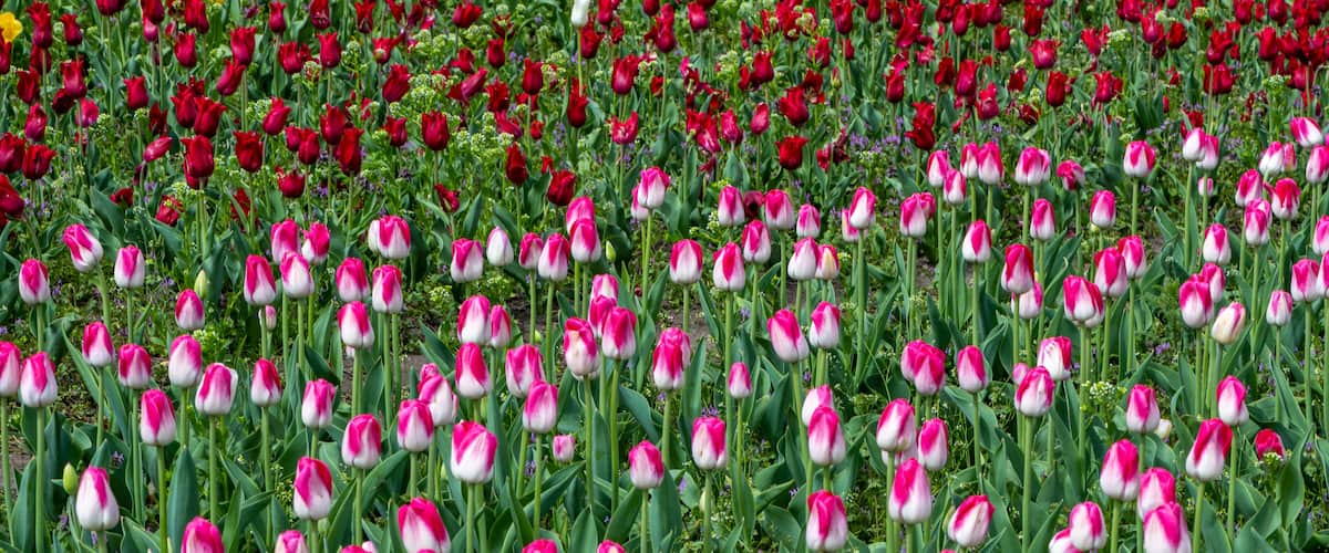 Tulips at Veldheer Tulip Gardens, Holland, MI