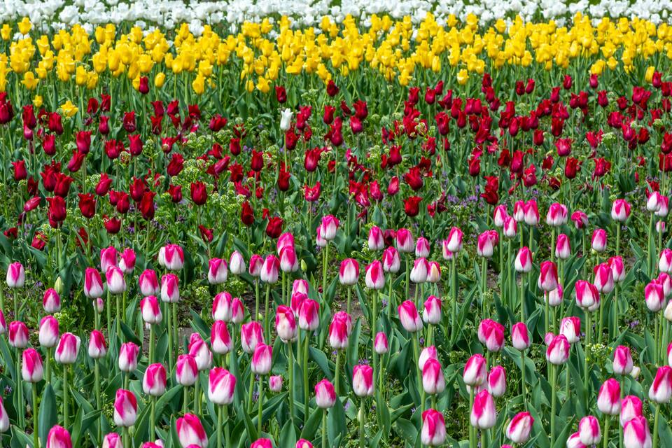 A field of tulips in various colors including red, pink, yellow, and white.