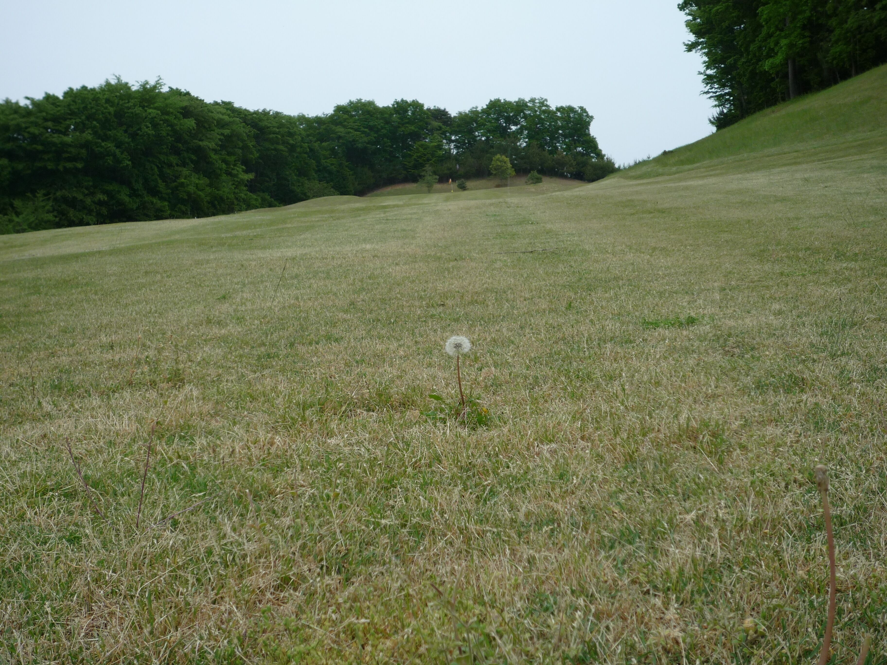 The Dandelion on The Golf Course