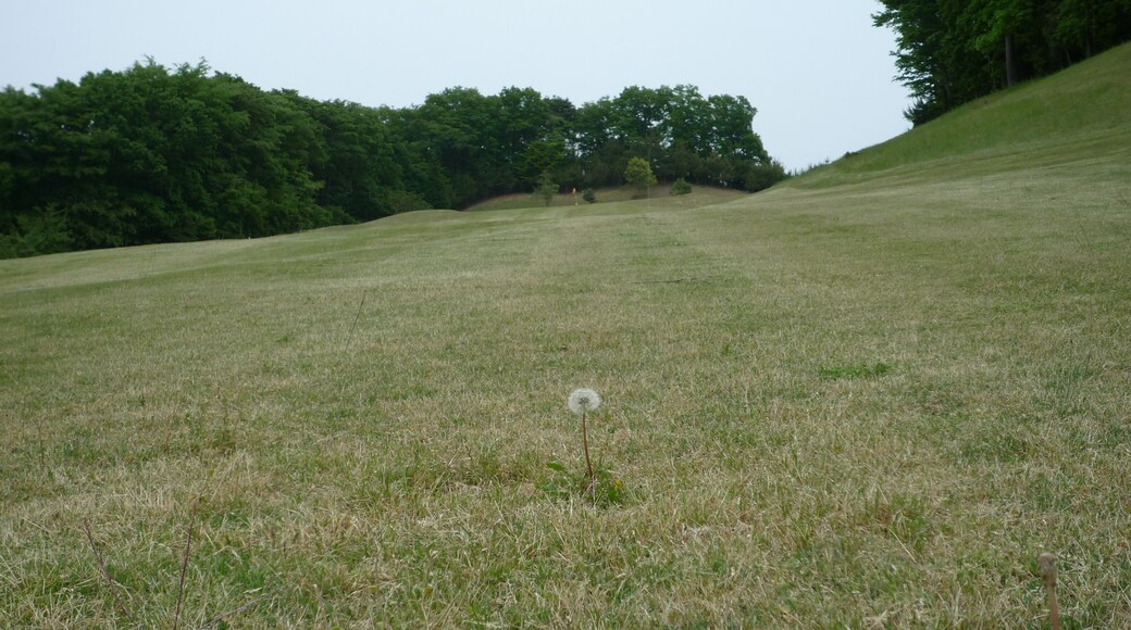 The Dandelion on The Golf Course