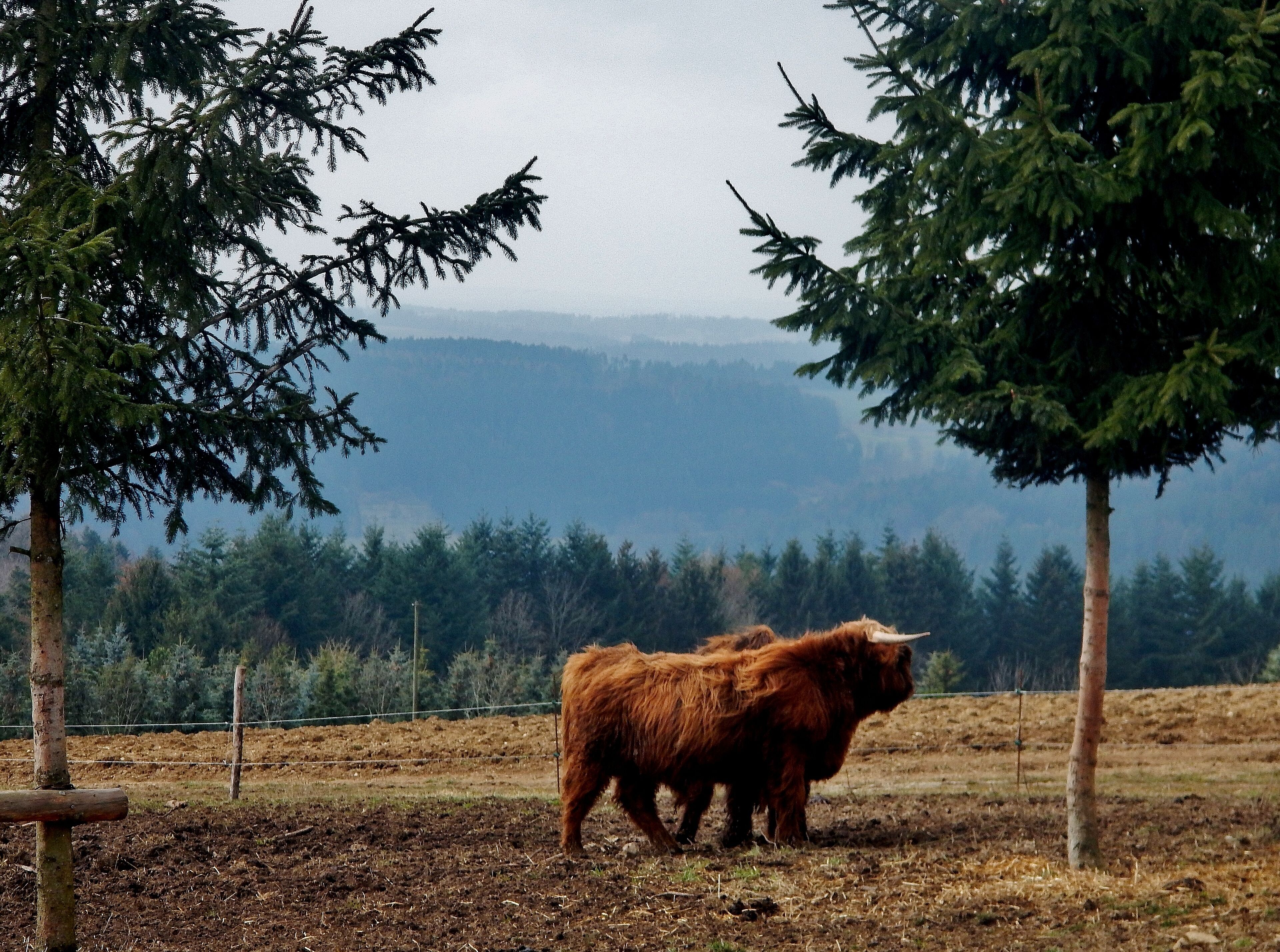 Blick über das Nagoldtal