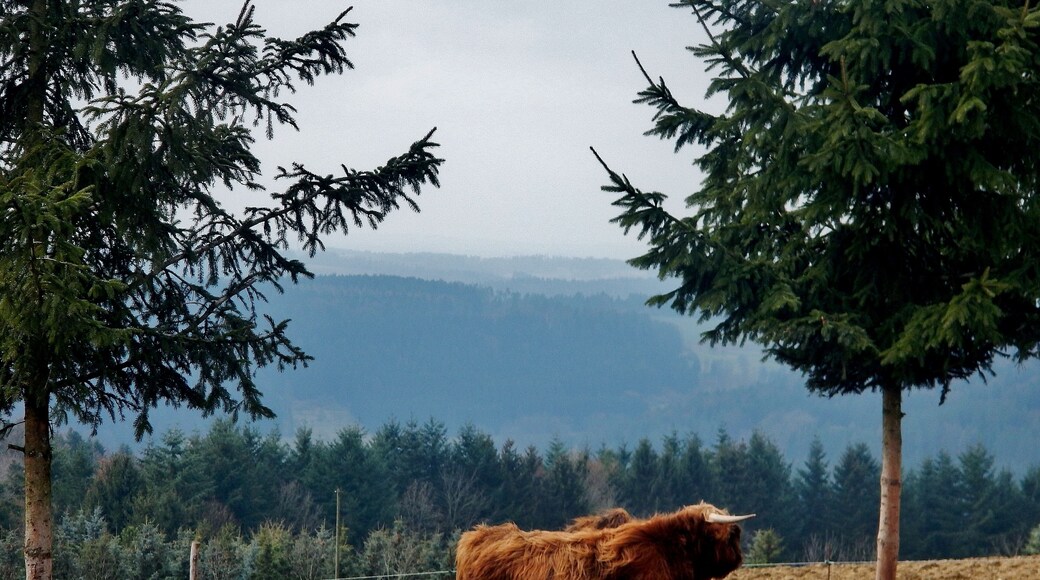 Blick über das Nagoldtal