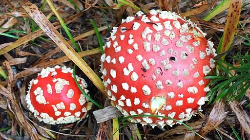 I'm not 100% sure what this beautiful fungus is. The closest thing I can find is Fly agaric. Please correct me if I'm incorrect.