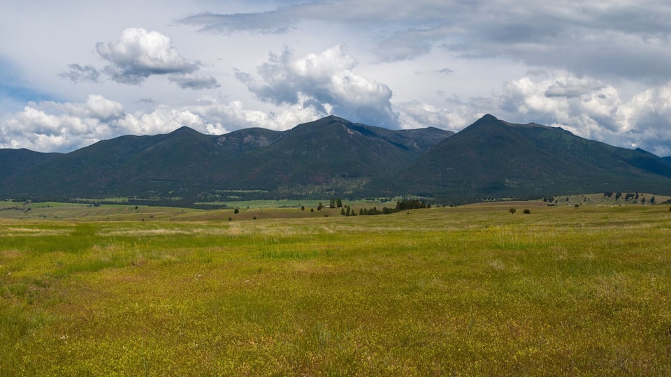 A grassy field with mountains in the background.