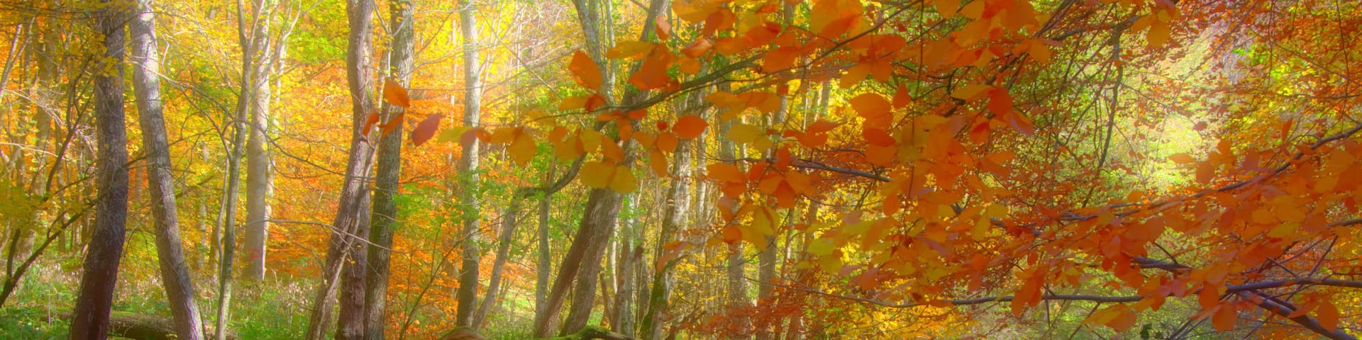 Autumn colored creek side trees