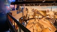 Royal Tyrrell Museum showing heritage elements and interior views
