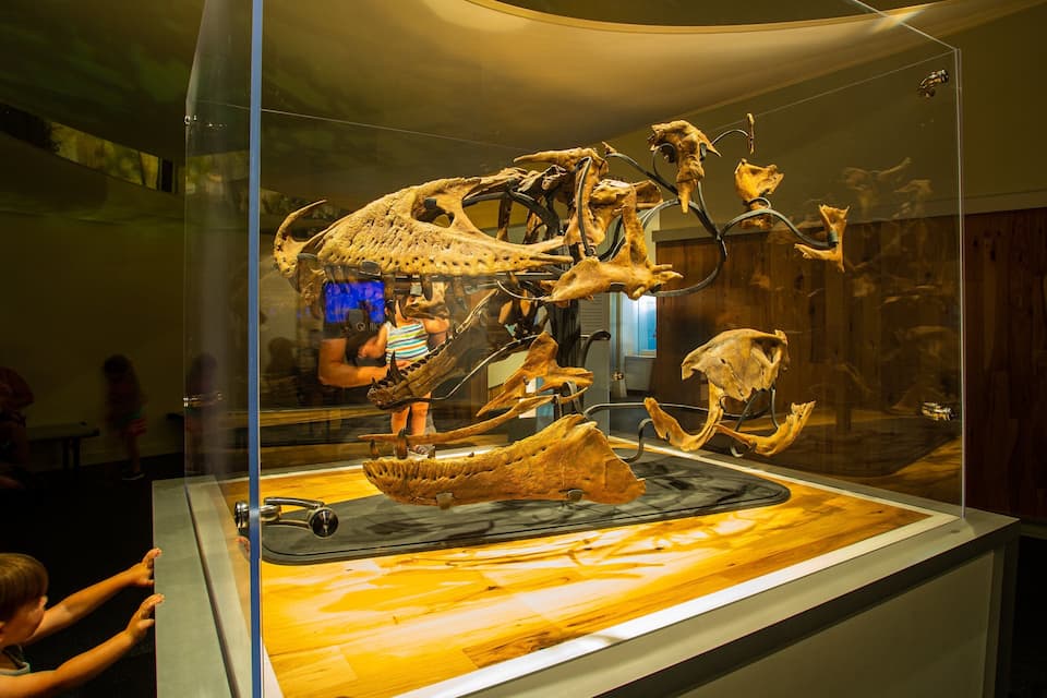 Una exhibición de fósiles de dinosaurios en un museo.