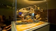 Royal Tyrrell Museum which includes heritage elements and interior views