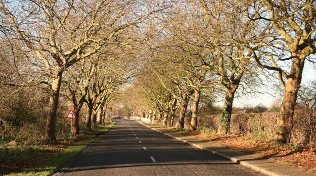 Old Grantham Road Formerly the main Nottingham to Grantham Road through Whatton-in-the-Vale, now bypassed, quiet and flanked by handsome beeches