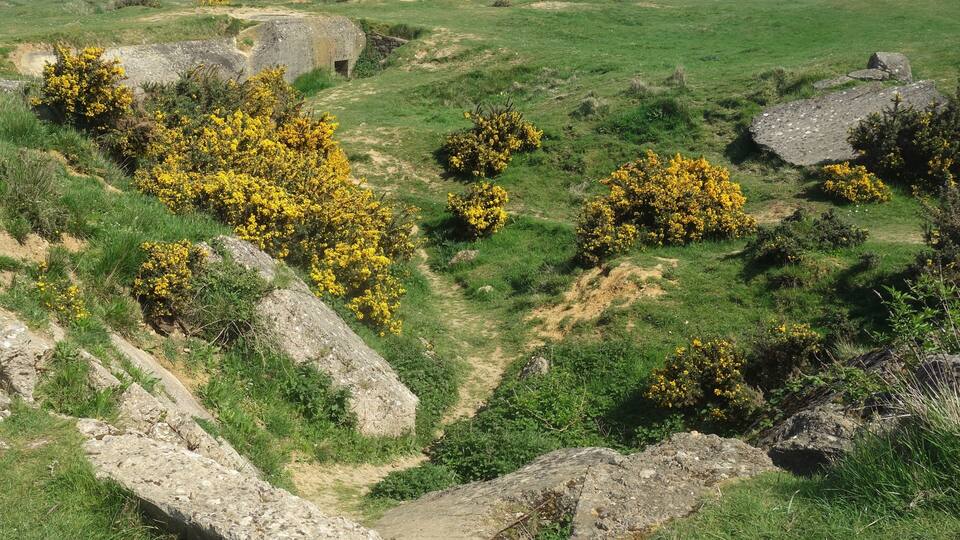 A coastal landscape with yellow flowering bushes, rocky terrain, and a clear sky.