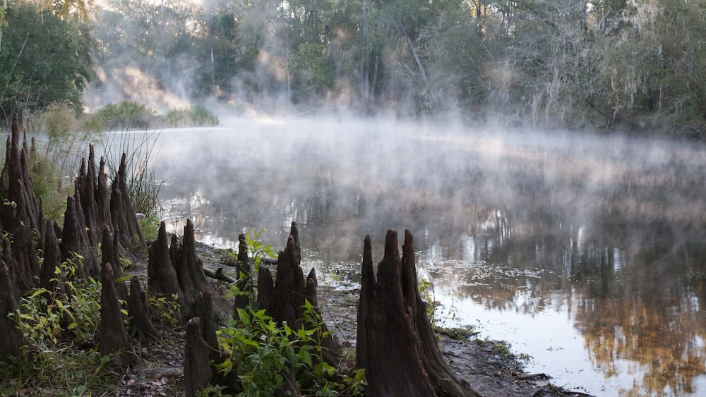 Panoramic photo of a misty river in the south with lots of cypress knees on the shore in the early morning