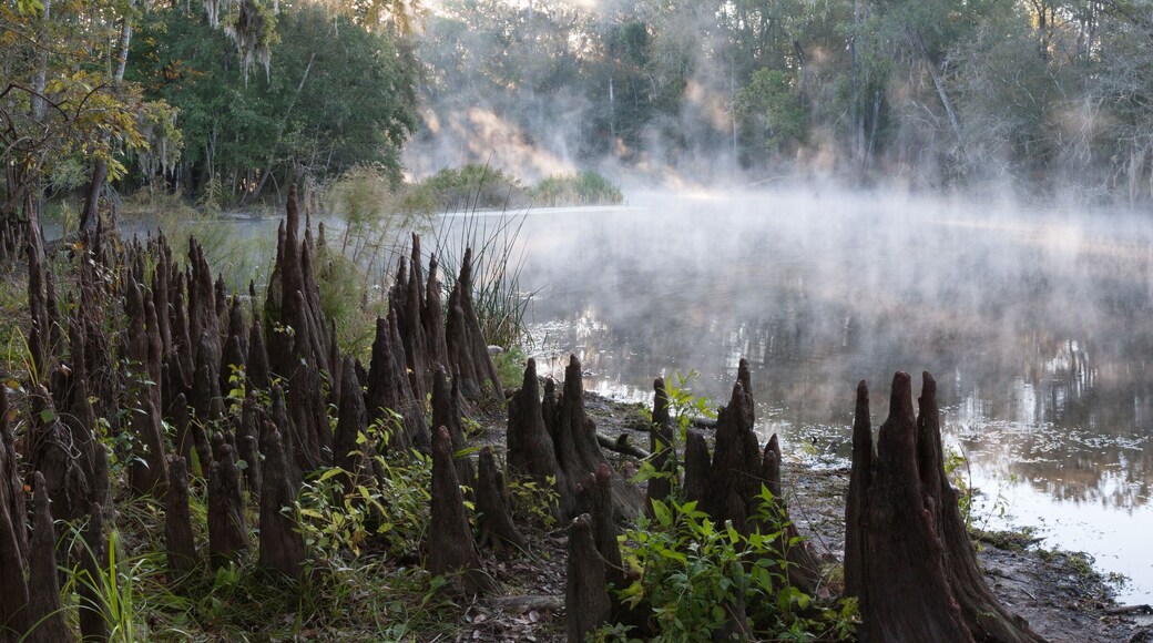 Panoramic photo of a misty river in the south with lots of cypress knees on the shore in the early morning
