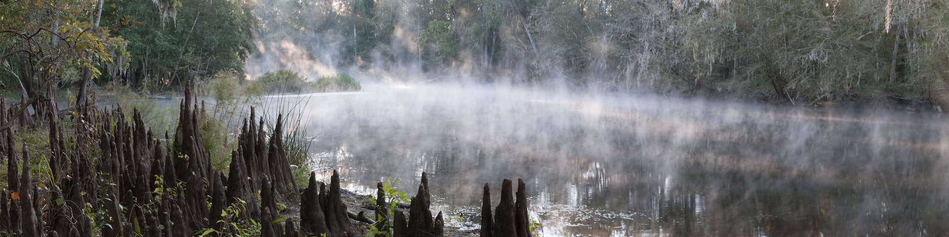 Panoramic photo of a misty river in the south with lots of cypress knees on the shore in the early morning