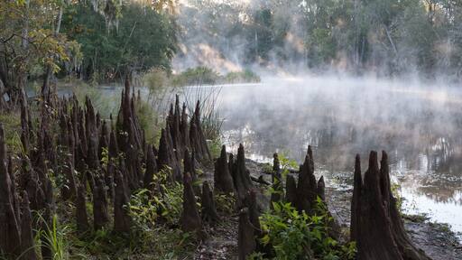 Panoramic photo of a misty river in the south with lots of cypress knees on the shore in the early morning