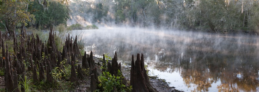 Panoramic photo of a misty river in the south with lots of cypress knees on the shore in the early morning