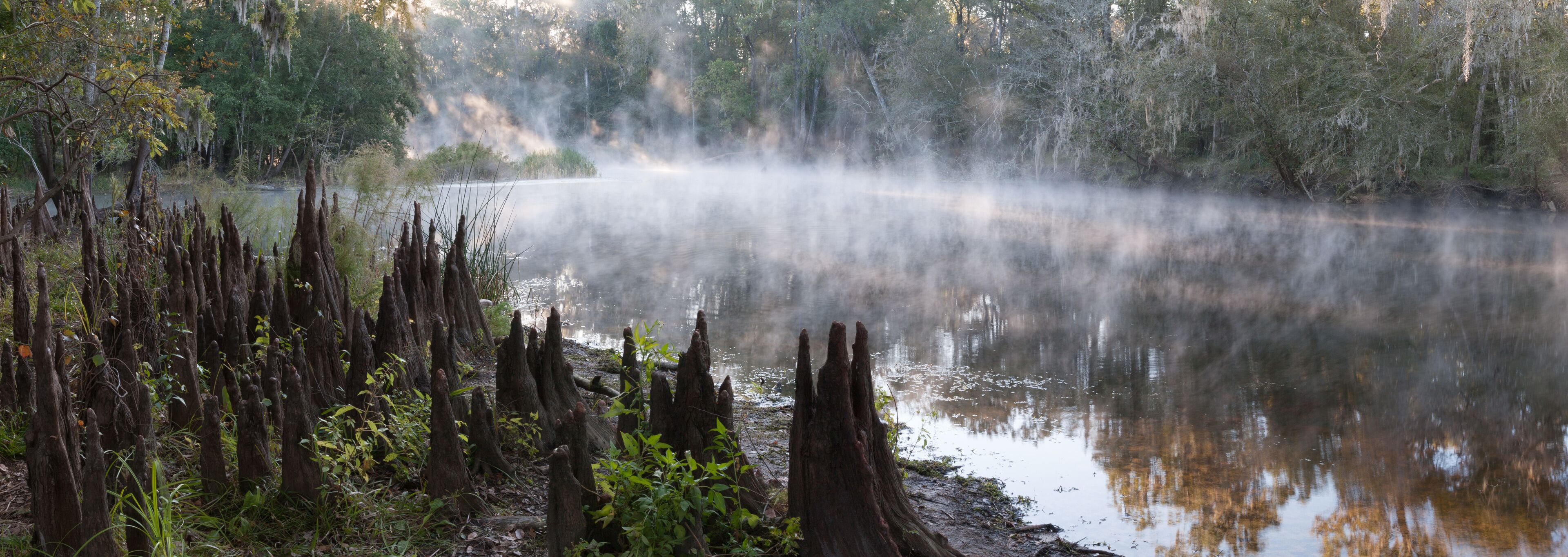 A misty forest with a calm river and dead tree stumps.