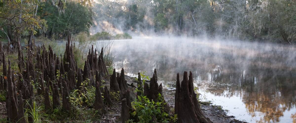 A misty forest with a calm river and dead tree stumps.