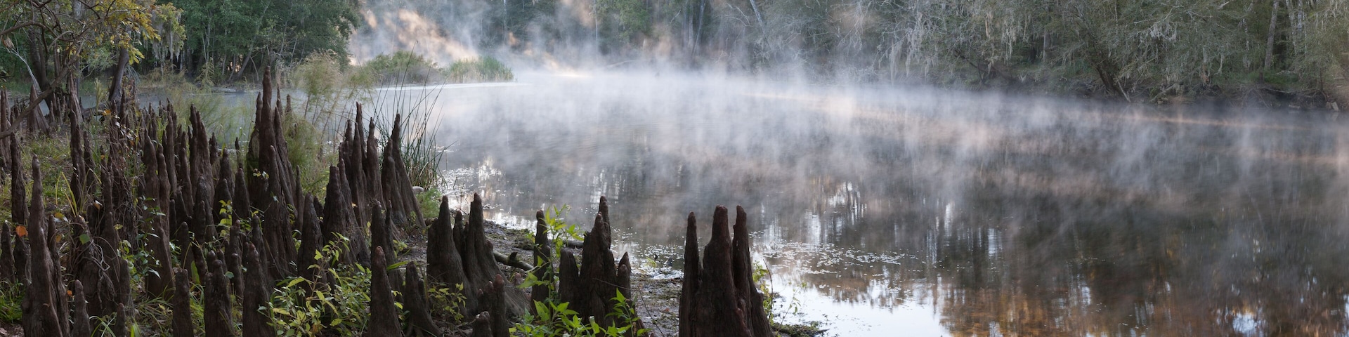 Panoramic photo of a misty river in the south with lots of cypress knees on the shore in the early morning