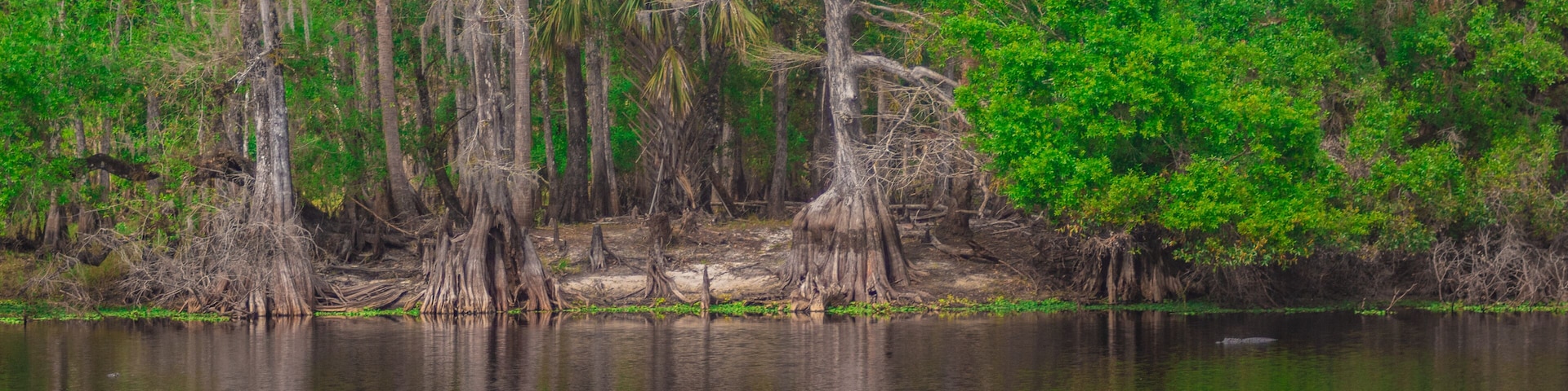 Un lago tranquilo rodeado de densa vegetación palustre con árboles altos y aguas reflectantes.