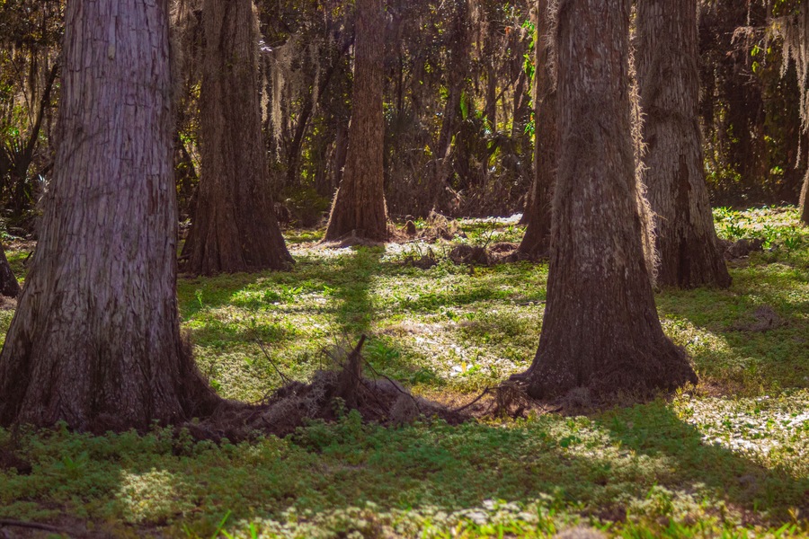Soft Pathway around Lake Arbuckle, FL