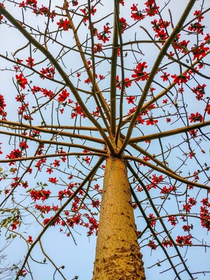 Flame-of-the-forest (aka Butea monosperma, or Palash in Hindi) in full bloom with red colored flowers under clear blue sky at my home in Greater Noida.
#LifeAtExpedia #Red #Flowers