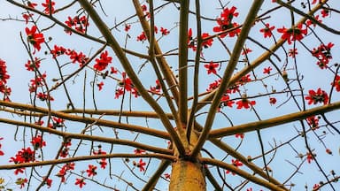 Flame-of-the-forest (aka Butea monosperma, or Palash in Hindi) in full bloom with red colored flowers under clear blue sky at my home in Greater Noida.
#LifeAtExpedia #Red #Flowers