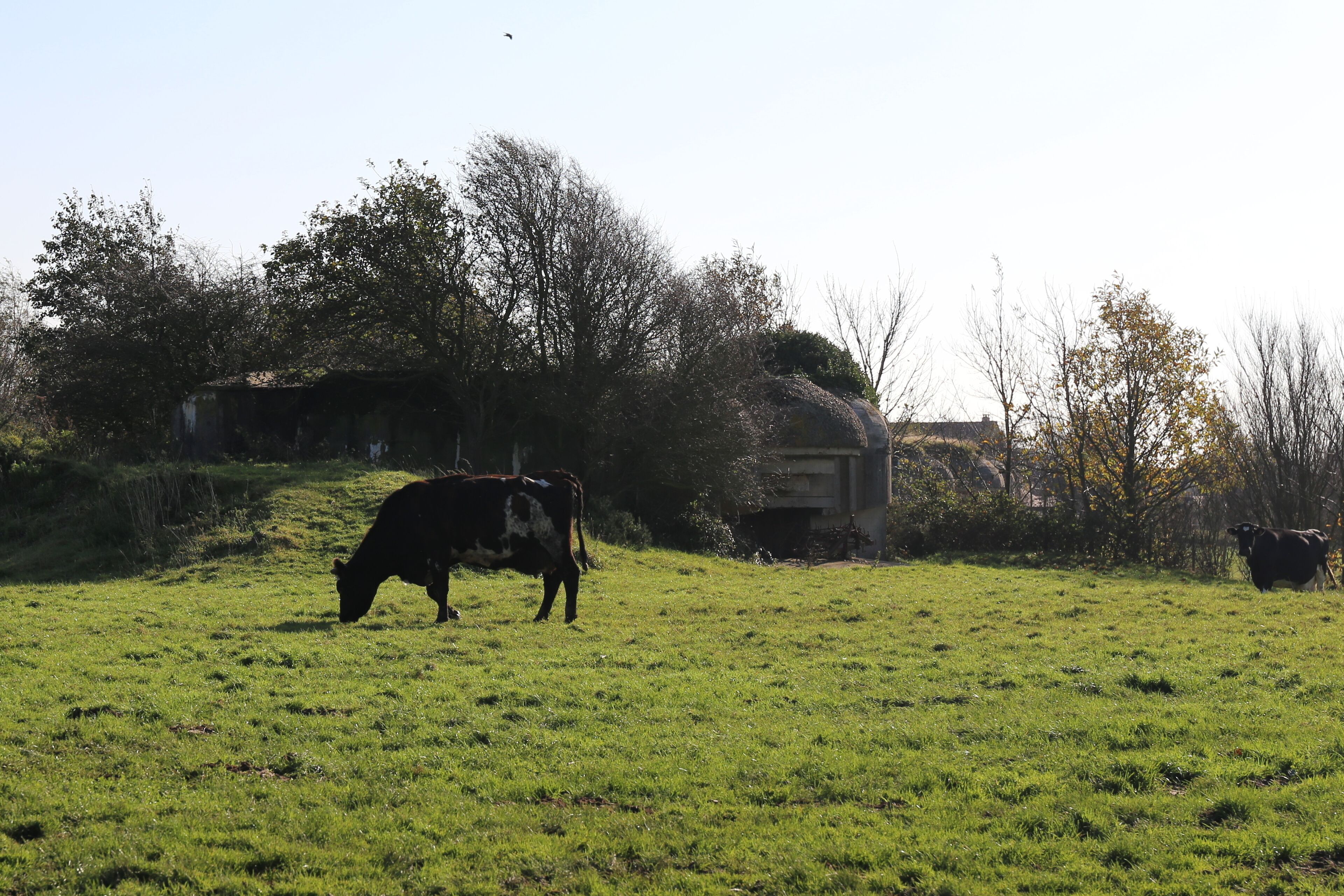Batterie d'Ecqueville à Octeville-sur-Mer.