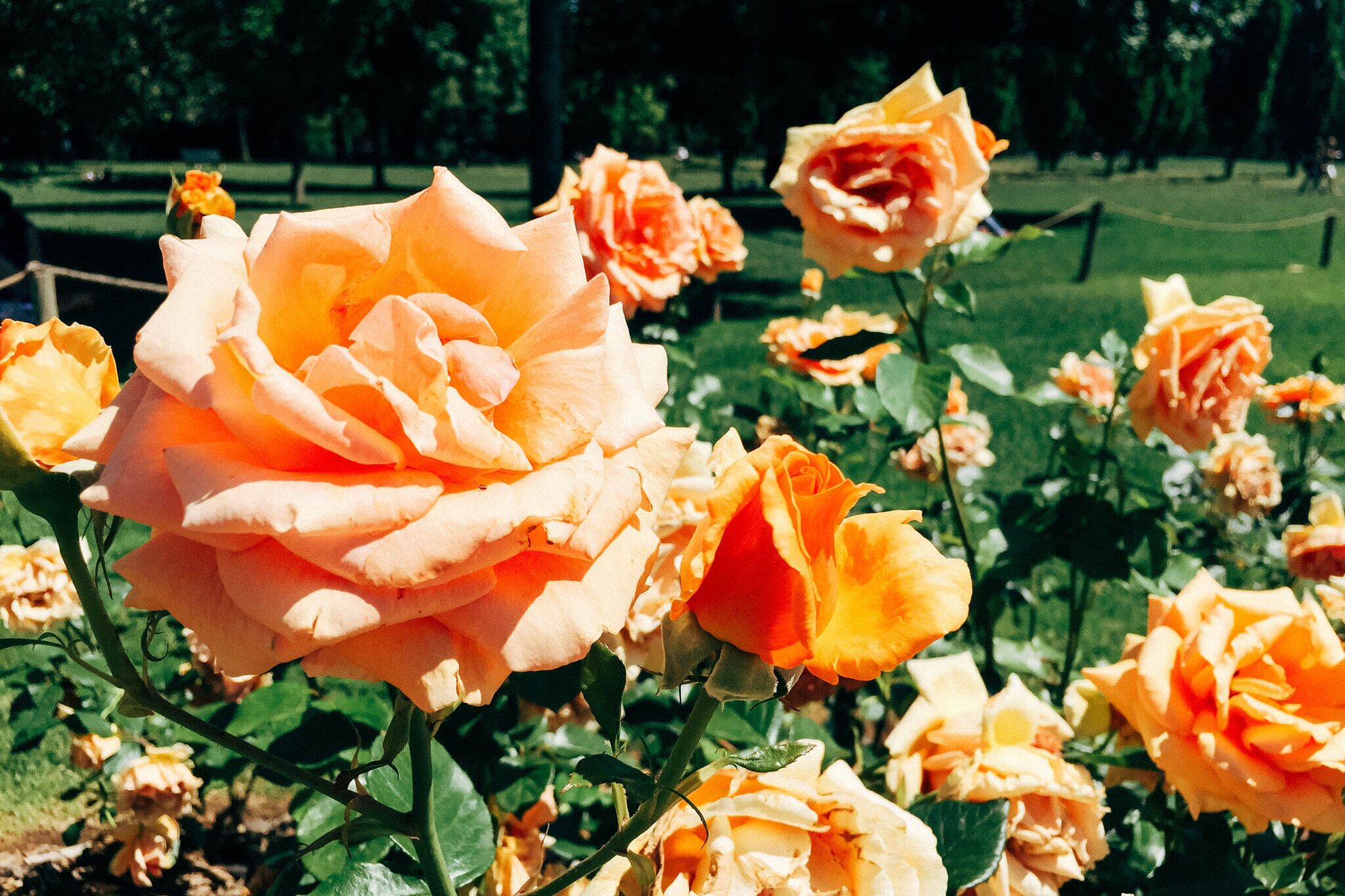 500px provided description: Spending a sunny afternoon in the Parc de la t?te d'Or in Lyon. They have a Roseray, with many colorfuls flowers. I only had my F3 loaded with Black & White film, so I had to use my iPhone. However it didn't turn too bad. Lyon, France. Summer 2015. [#park ,#flowers ,#nature ,#outdoor ,#summer ,#natural ,#france ,#sunny ,#outdoors ,#mobile photography ,#mobilephotography ,#iphoneonly ,#iphoneart ,#vsco ,#iphone only ,#Lyon ,#iPhone ,#lightroom mobile ,#rh?nes-alpes ,#shotoniphone ,#priime ,#filmborn ,#la t?te d'or]