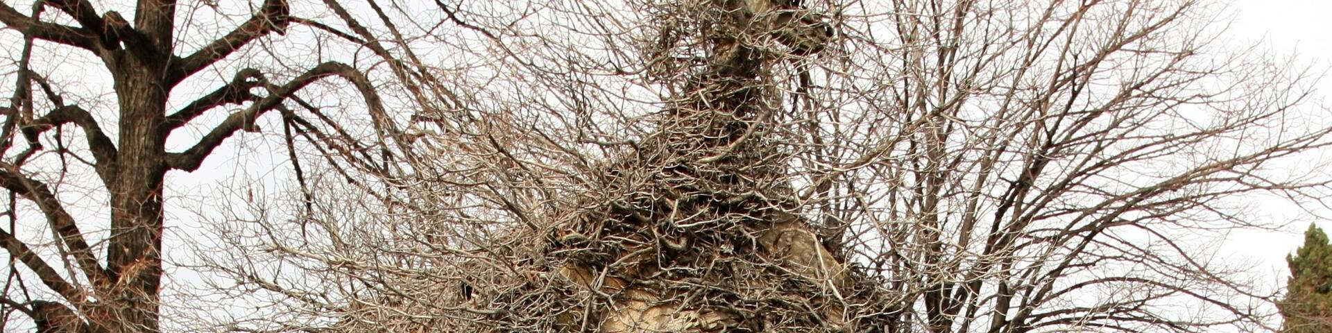 An overgrown tomb in the Saint-Pierre cemetery in Marseille, France.