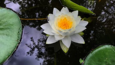 Favorite garden to explore. Cute trails with all kinds of flowers and plants with lily ponds and beauty everywhere